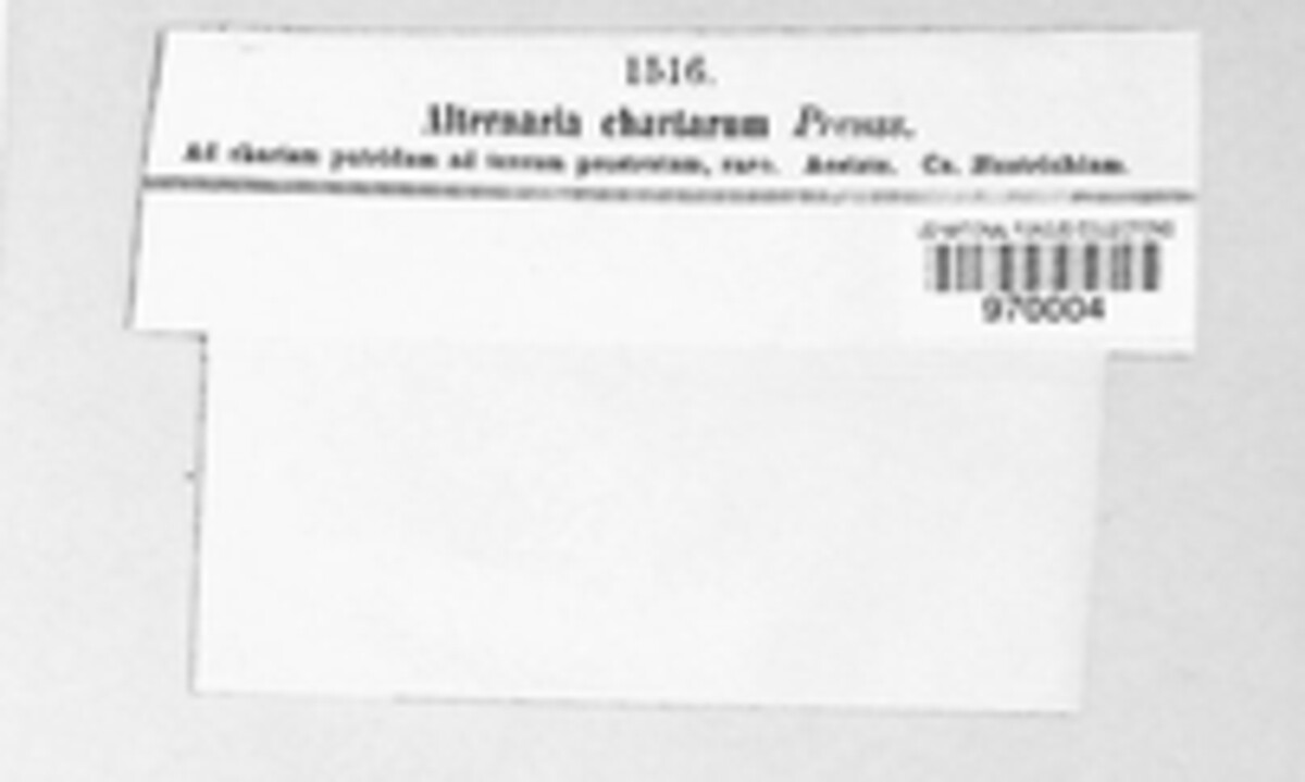 Alternaria chartarum image